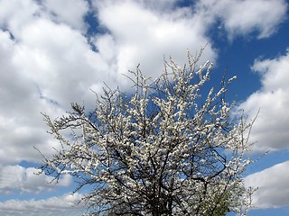 Image showing blooming fruit tree