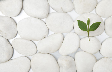 Image showing white stones and green leaf