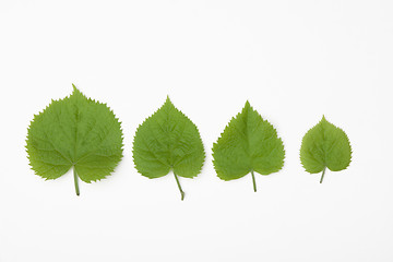 Image showing for different leafs