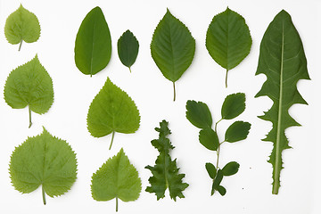 Image showing green leafs