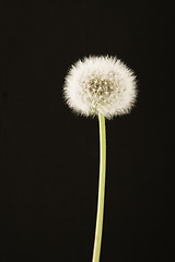 Image showing Dandelion