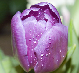 Image showing Mauve tulip