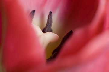 Image showing Pink Tulip