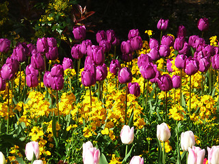 Image showing Purple Tulips 