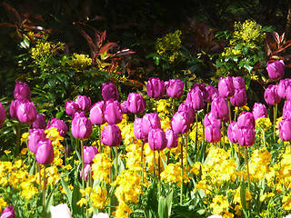 Image showing Purple Tulips 
