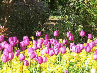 Image showing Tulips