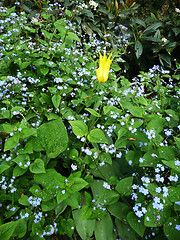 Image showing Hosta Fortunei