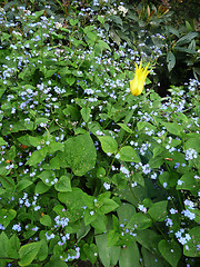 Image showing Hosta Fortunei