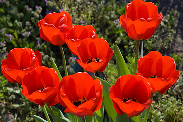 Image showing Red tulips