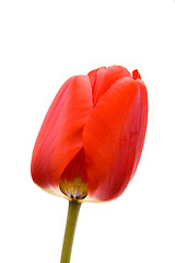 Image showing Red tulip