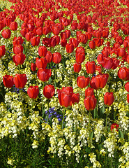 Image showing Red Tulips 