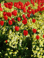 Image showing Red Tulips 