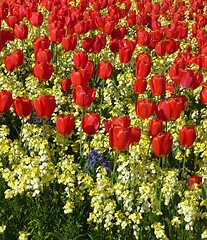 Image showing Red Tulips 