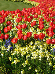Image showing Red Tulips 