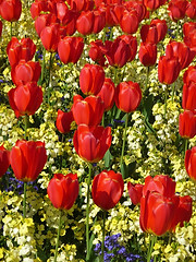 Image showing Red Tulips 