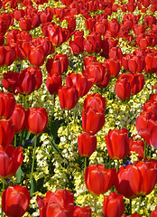 Image showing Red Tulips 