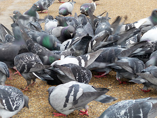 Image showing Pigeons 