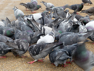 Image showing Pigeons 