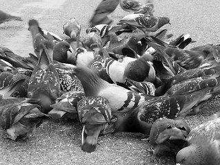 Image showing Pigeons 