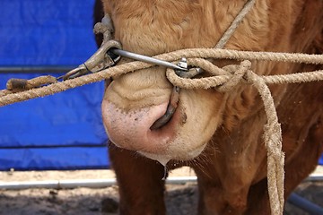 Image showing Bull close-up