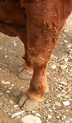 Image showing Bull foot