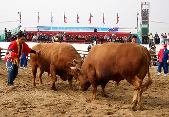 Image showing Bull fighting