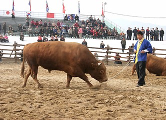 Image showing In the bull ring