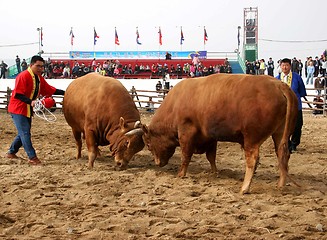 Image showing Bull fighting