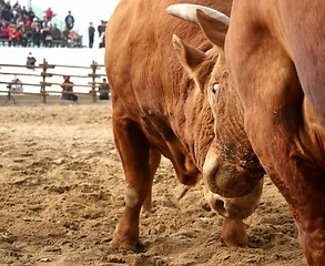 Image showing Bulls clashing horns