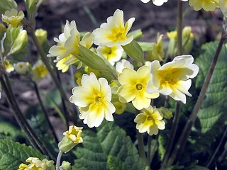 Image showing primroses
