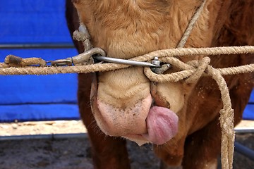 Image showing Bull close-up