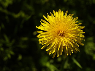 Image showing Detail of dandelion flower