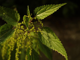 Image showing detail of nettle