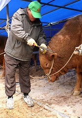 Image showing Farmer and bull