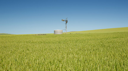 Image showing wheat field in the country