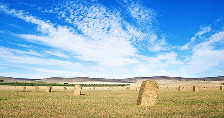 Image showing wheat field in the country