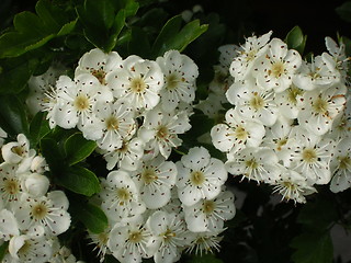 Image showing blossom