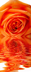 Image showing macro of the beautyful red  rose