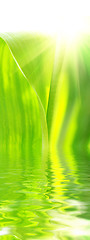 Image showing beautyful green leaves