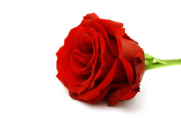 Image showing macro of the beautyful red  rose