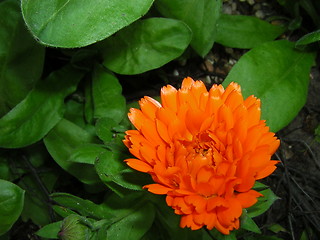 Image showing orange