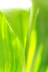 Image showing beautyful green leaves