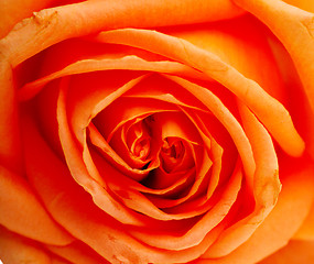 Image showing macro of the beautyful red  rose