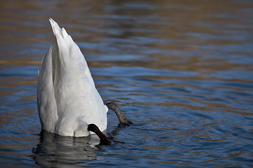 Image showing Swan on Lake