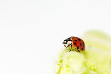 Image showing Ladybug