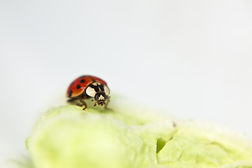 Image showing Ladybug