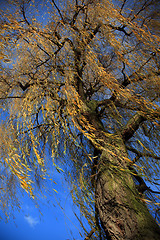 Image showing Tree in autumn colors