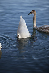 Image showing Swan on Lake
