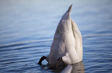 Image showing Swan on Lake