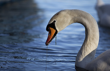 Image showing Swan on Lake